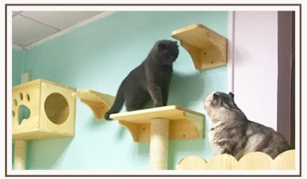Wall-Mounted Wooden Cat Litter Box